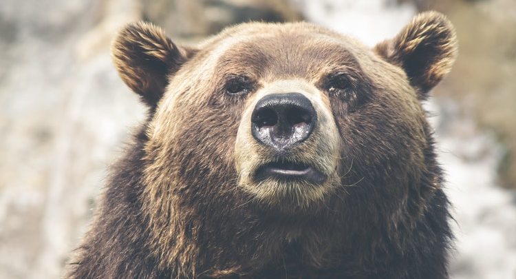 Litecoin Wasn't Affected Much by the Bear Market - Franklyn Richards