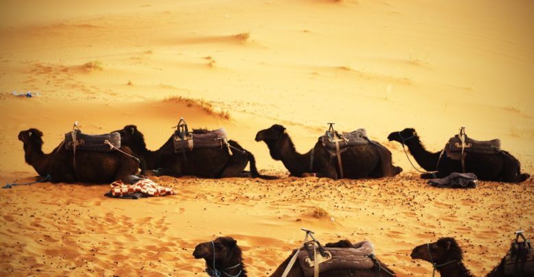 Desert Safari Dubai - Defeat the Sand & Explore the Culture