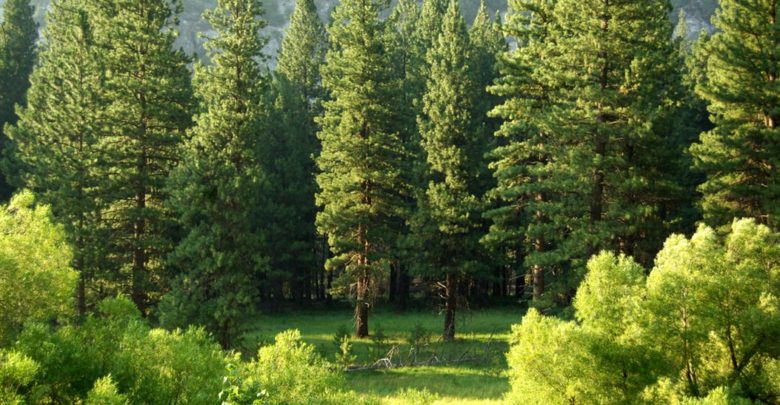 Worldwide Tree Plantation Initiative also Hits Blockchain